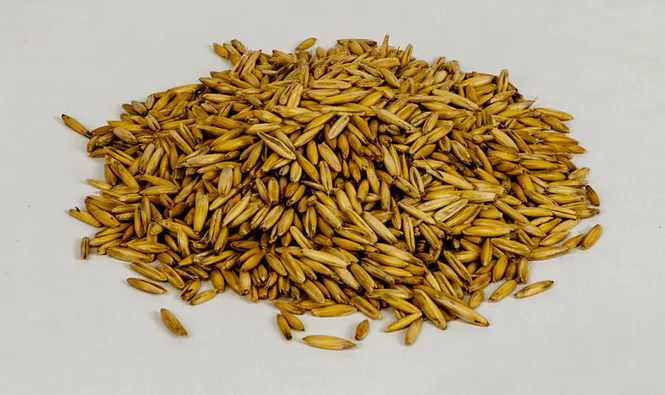 Huvudbild Havre, Hel 25 kg